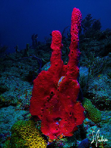 This image of an Erect Rope Sponge was taken last week of... by Steven Anderson 